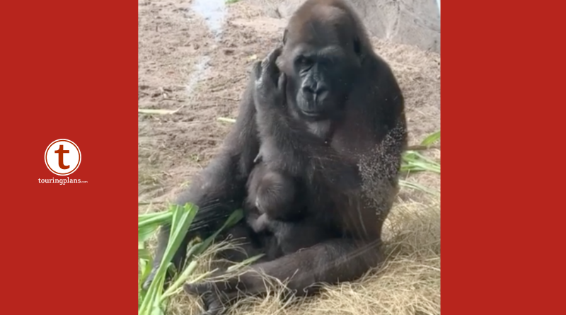 Gorillas get Christmas gifts at Disney World