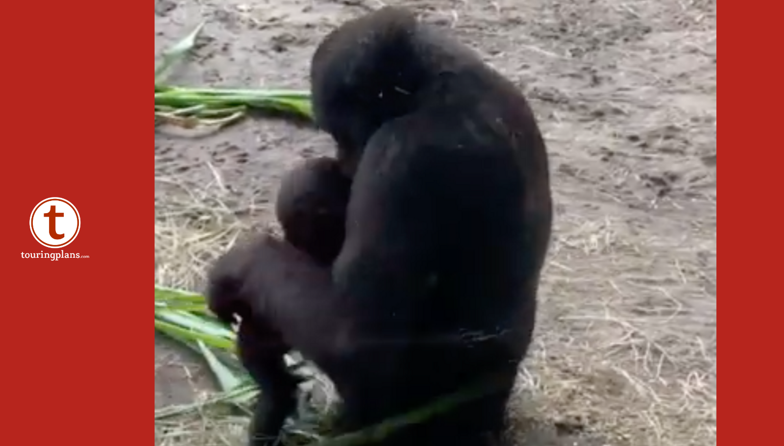 gorillas mating gif