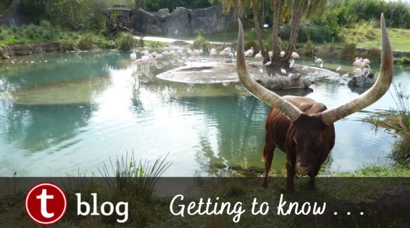 Five Things to Know About Kilimanjaro Safaris | TouringPlans.com Blog