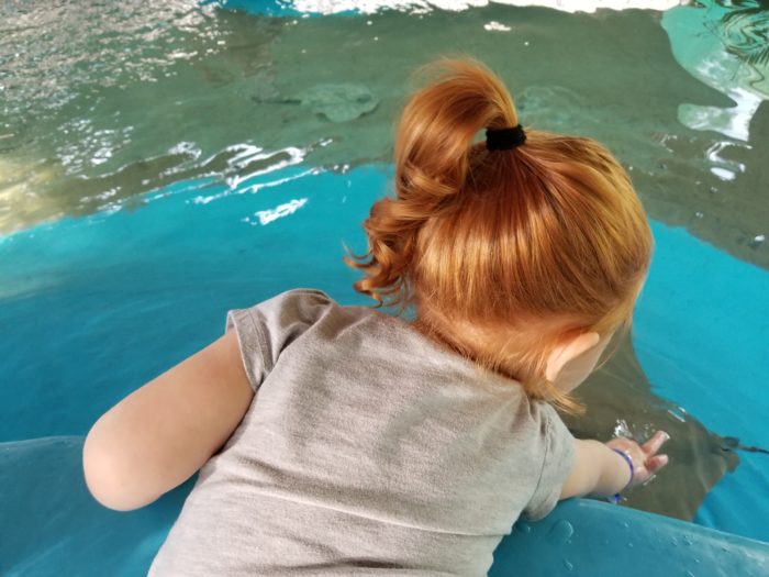 A small redheaded child reaches into a tank to pet a sting ray