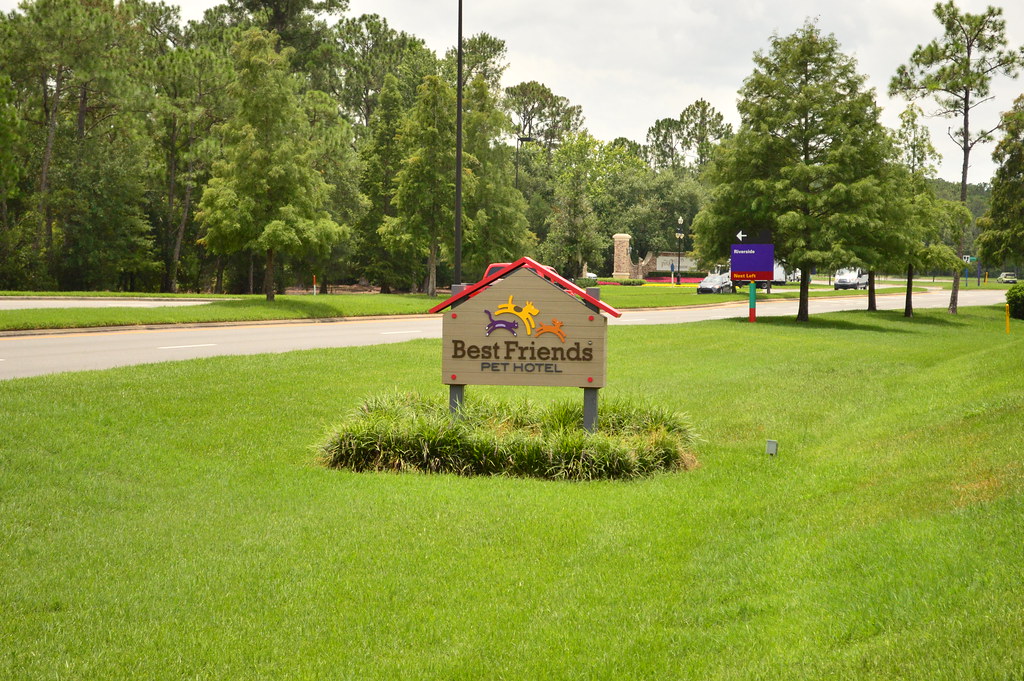 The SATURDAY SIX Looks at Taking Your Dog to BEST FRIENDS PET HOTEL at